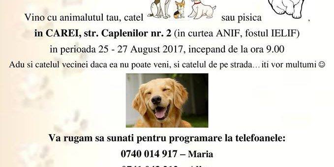 Sterilizare gratuită a animalelor la Carei