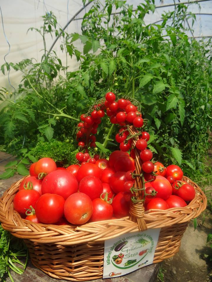 Feriți-vă de boli consumând legume bio din Grădina Stea