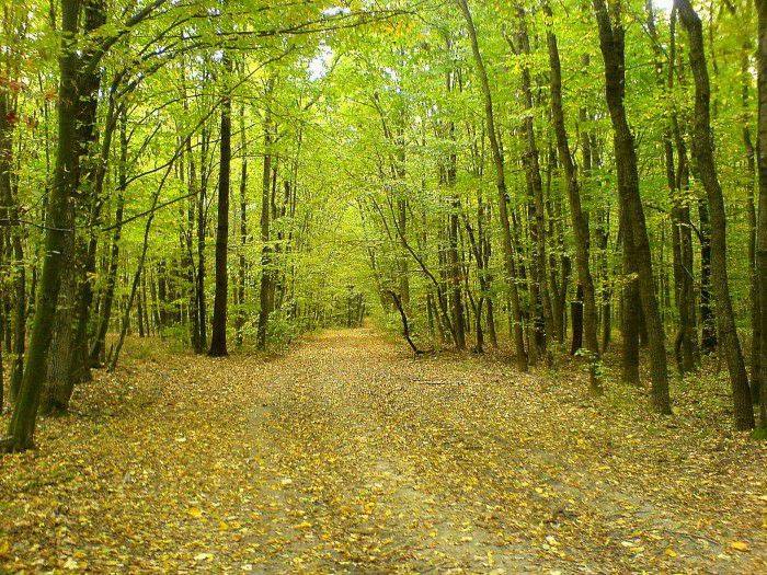 "Să ne cunoaștem Sătmarul"