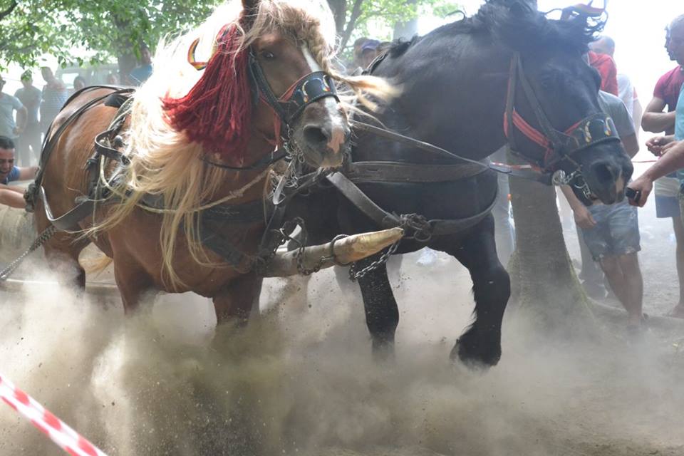 FOTOGALERIE. Câștigătorii primei ediții a concursului ecvestru de la Valea Măriei