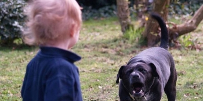 Copil de 6 ani, mușcat de câine pe stradă. A ajuns la Urgențe