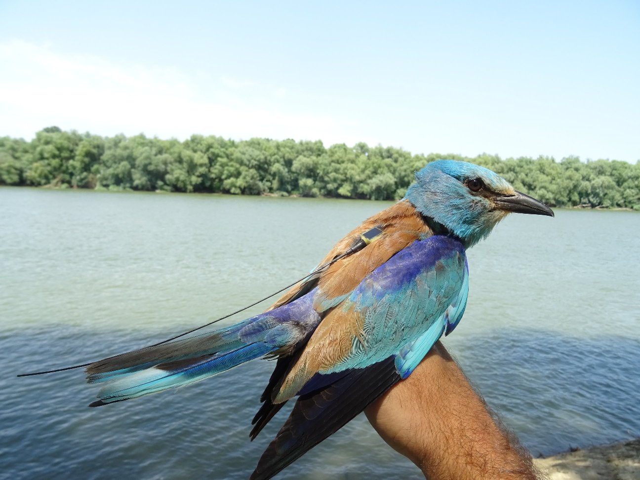 Dumbrăvencele monitorizate de Agenţia pentru Protecţia Mediului Satu Mare