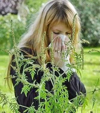 Situația actuală în privința plantei invazive ambrozia