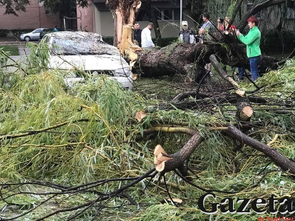 Primăria face curățenie după furtună. Sătmărenii pot face sesizări