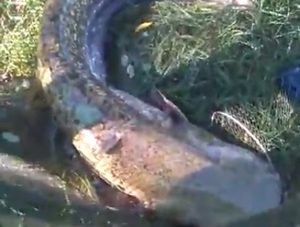 VIDEO. ”Monstru” capturat în județ. Pescuit dintr-o baltă