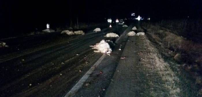 Măcel pe șosea. Aproape 50 de mioare ucise