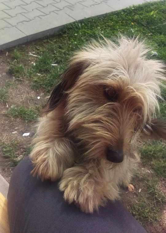 Procedura de adopție a unui câine, simplă și rapidă