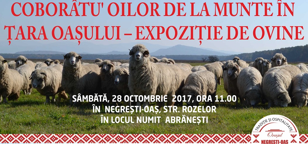 INEDIT. Coborâtu’ oilor de la munte în Țara Oașului  – expoziție de ovine