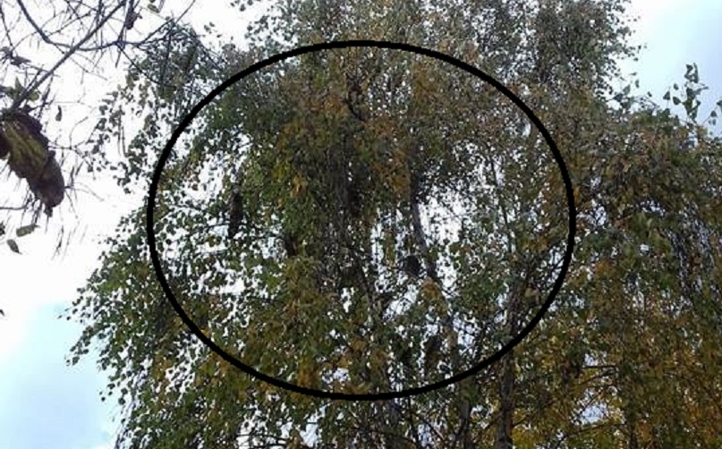 FOTOGALERIE. Sătmarul, invadat de bufnițe. Par obișnuite cu aglomerația