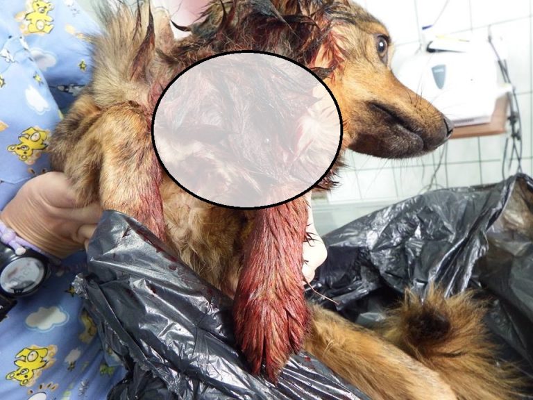 Fost polițist, bestia  cu chip de om