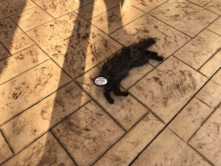 Vina pisicii? C-a fost neagră!