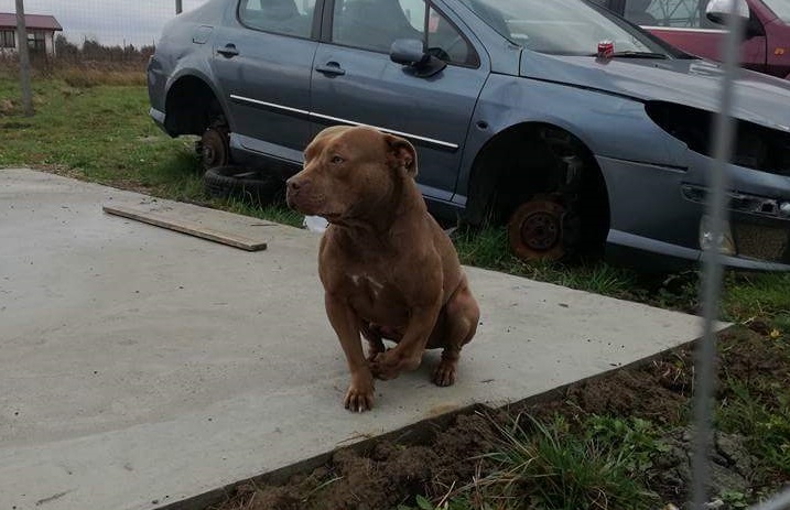 FOTO. Câine periculos, liber pe stradă. Acum a ucis un câine. Poate ucide și un copil