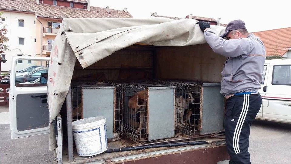 FOTOGALERIE. Câinii vagabonzi, interziși într-o comună de lângă Satu Mare. Ce decizie a fost luată