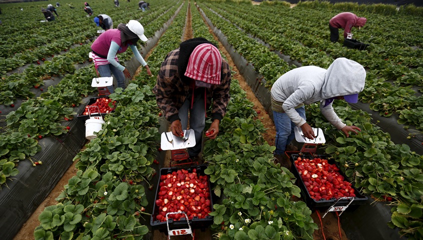 Spaniolii caută ”căpșunari” la Satu Mare. Ce salarii oferă