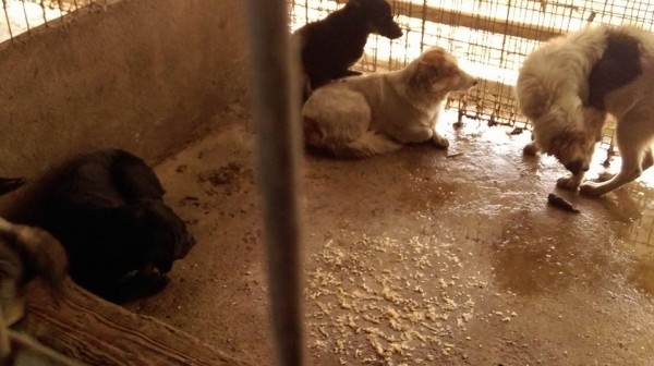 Acțiune fără precedent la Satu Mare. Lagărul de la Dara, luat cu asalt