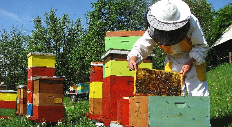 Albinele, în pericol. O boală cruntă a apărut la Satu Mare