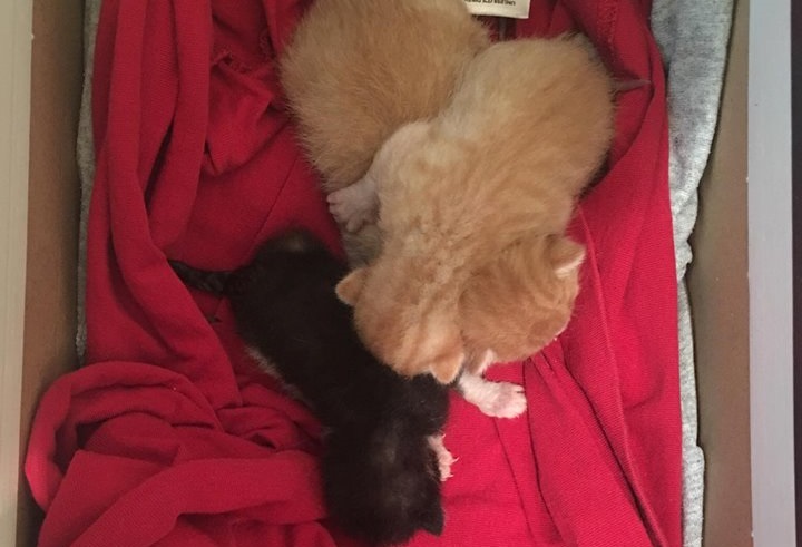 ABOMINABIL. Pui de pisică aruncați la pubelă într-o pungă de plastic. Se caută o mămică adoptivă