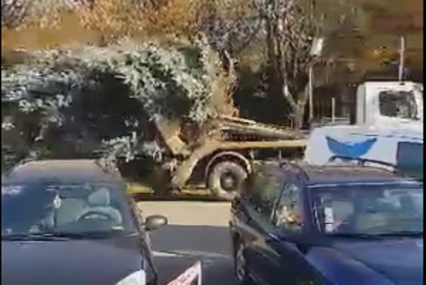 VIDEO. A sosit bradul de Crăciun. Dimensiuni impresionante