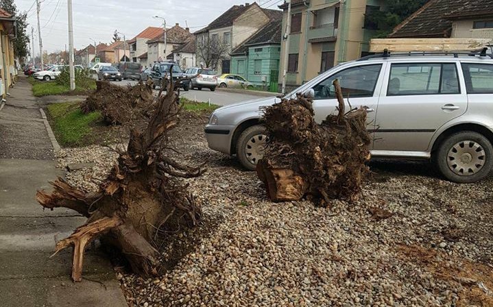 FOTOGALERIE. MĂCEL. Peste 40 de copaci, tăiați la Satu Mare. Care a fost motivul