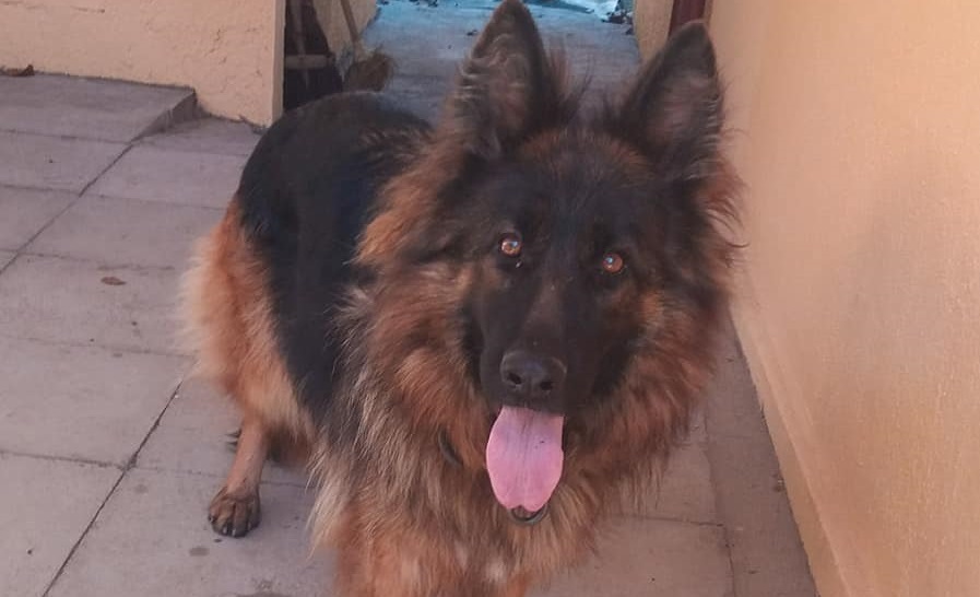 FOTOGALERIE. O sătmăreancă își caută disperată cățelușa. Să o ajutăm și noi