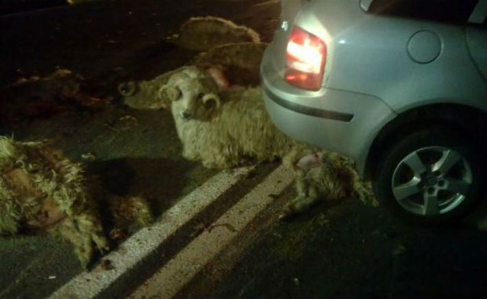Accident cumplit. A intrat din plin într-o turmă de oi