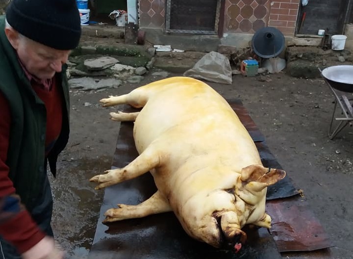 FOTO/VIDEO. TRADIȚIE. Primii ”Ghiță” au căzut înainte de Ignat. De-abia acum începe