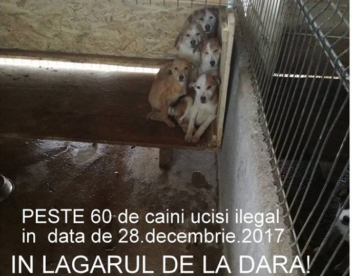 FOTOGALERIE. Imaginile groazei la Dara. 70 de câini uciși ilegal