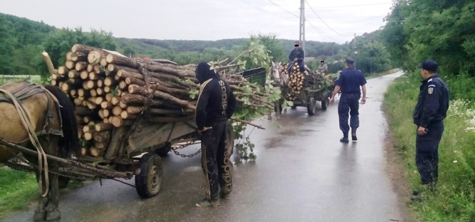 Transporturi  ilegale de lemne sancţionate de jandarmi