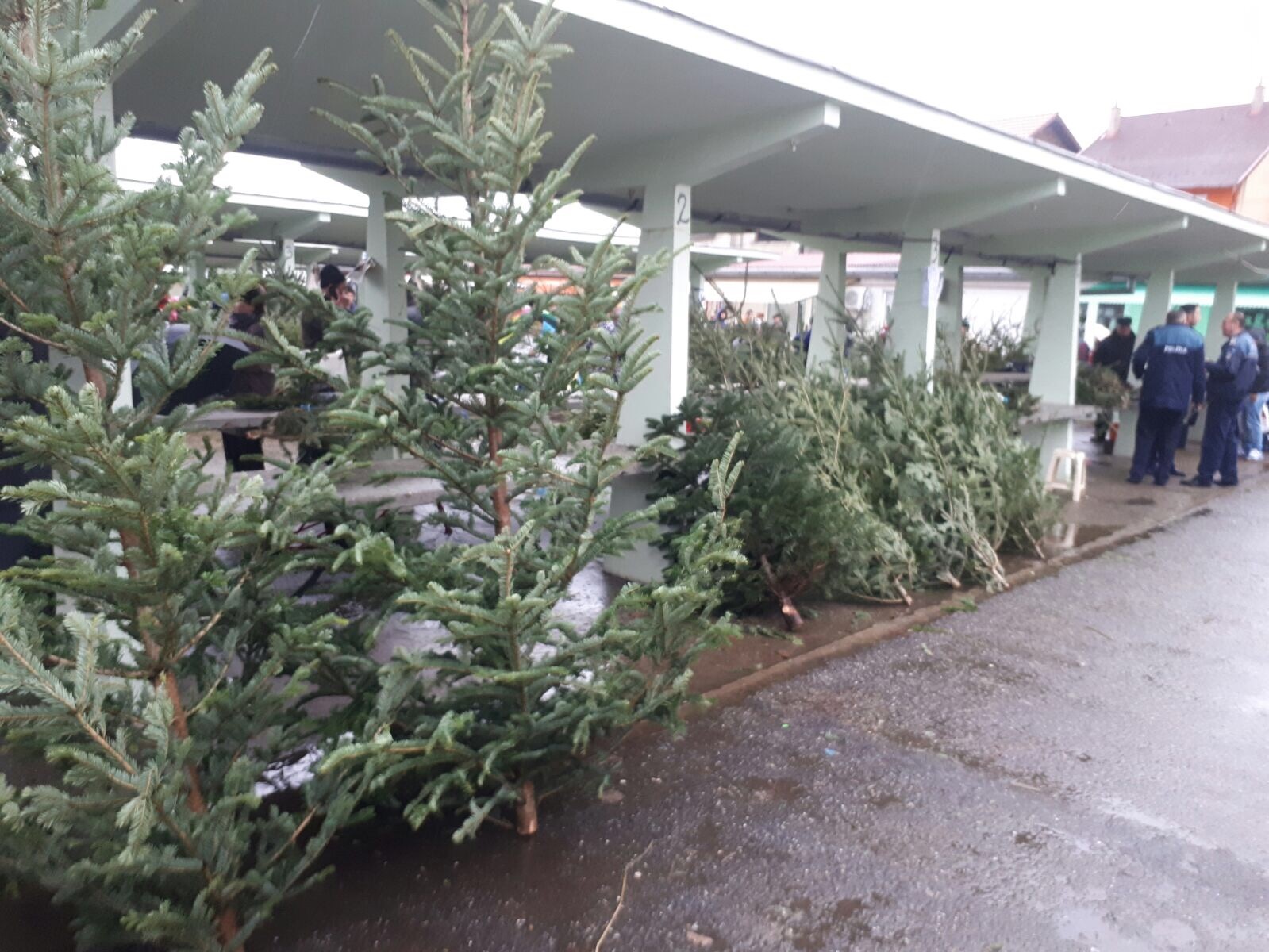 FOTOGALERIE. Pomi de Crăciun confiscați de polițiști. Care a fost motivul