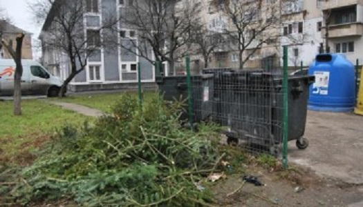 Se colectează brazii de Crăciun. De când începe acțiunea