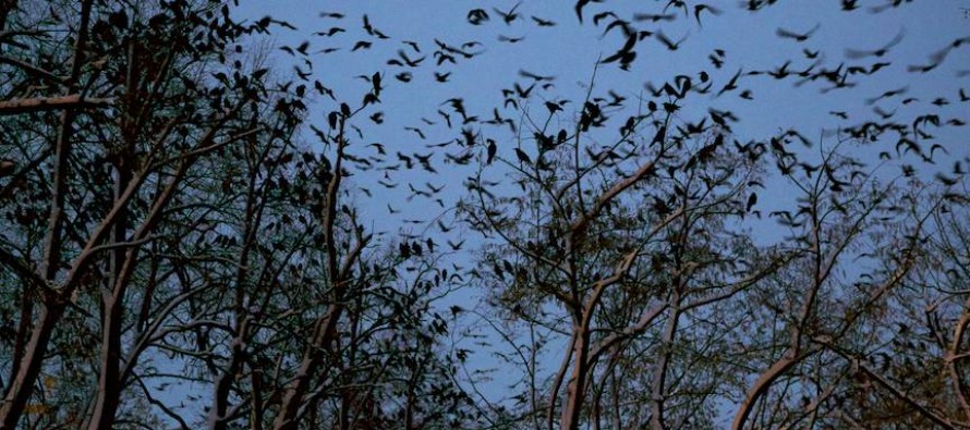 Noi focuri de armă în Grădina Romei. Vânătoarea ciorilor, continuă