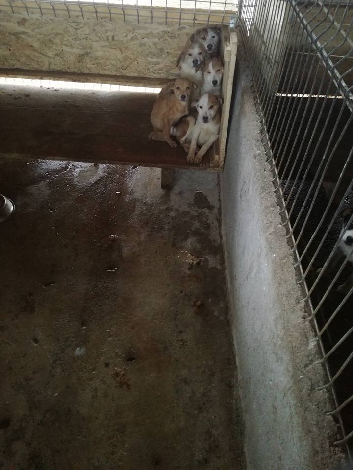 Un strigăt de ajutor în sprijinul câinilor maltratați