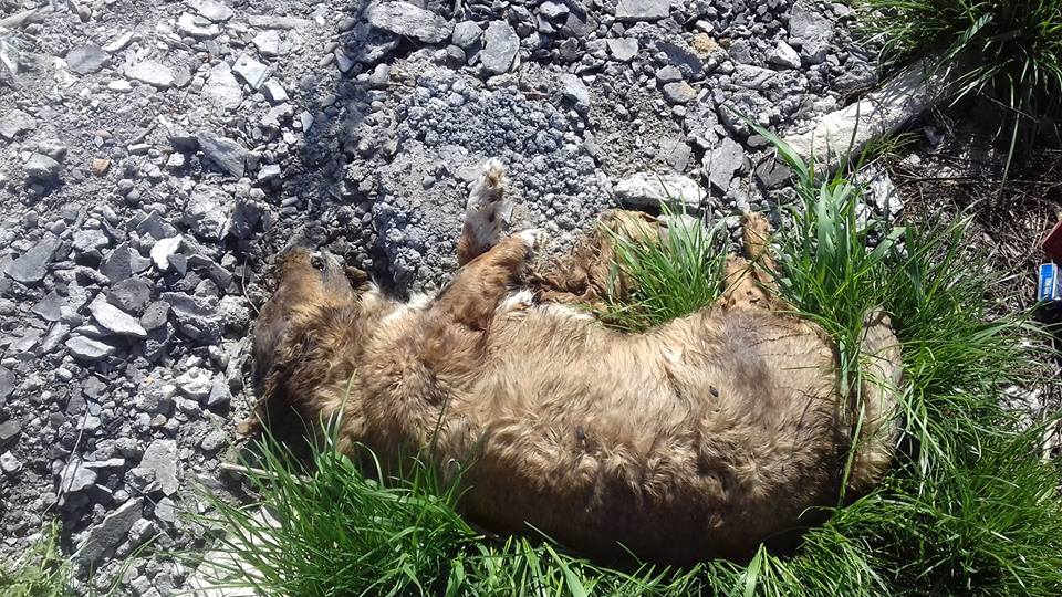 FOTOGALERIE. Descoperire macabră. Cadavre de câini aruncate pe câmp lângă Satu Mare