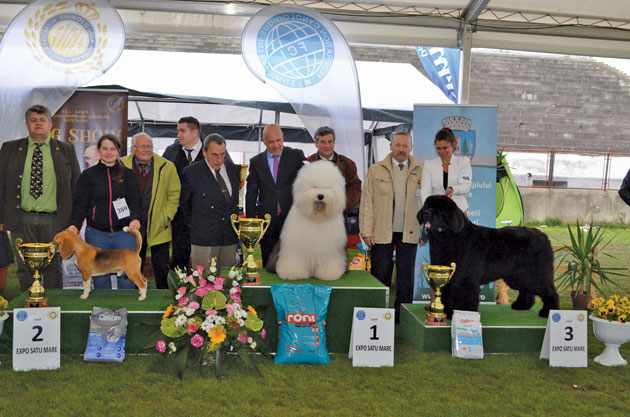 EXPOZIȚIE CANINĂ. Satu Mare devine capitala eleganței... pe patru lăbuțe!