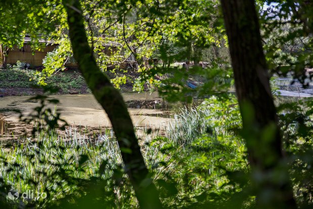 Pădurile judeţului Satu Mare – posibile destinaţii  în minivacanţa de 1 Mai