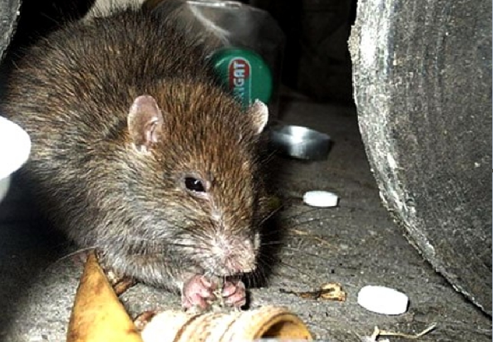 VIDEO. Șobolani într-un bloc din Satu Mare. Ce spun cetățenii