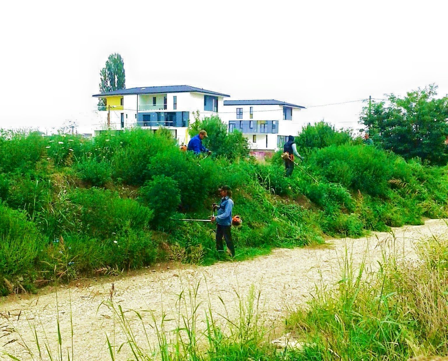 Atenţie, începe sezonul ambroziei! Pericol major şi pentru sănătatea sătmărenilor