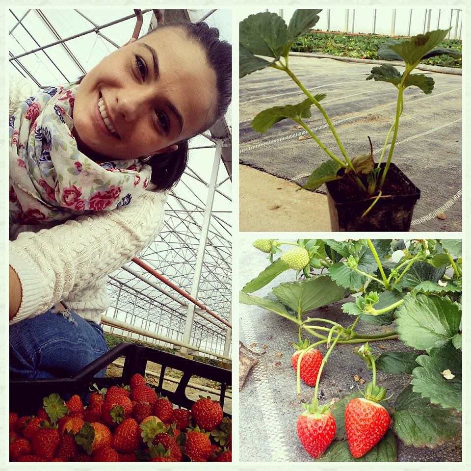 Căpșunii, bijuteriile Mariei!