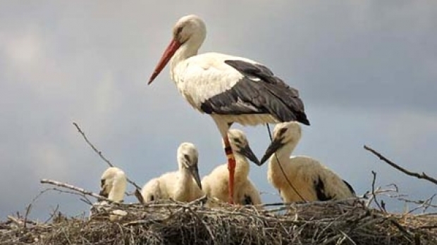 La Andrid se găsesc cele mai multe berze din Europa