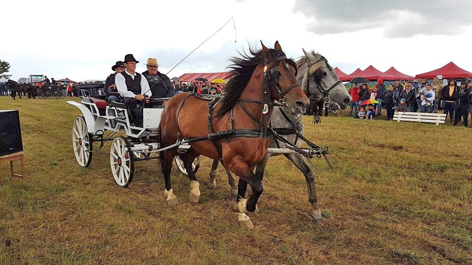 Cei mai frumoși cai din județ, prezentați la Rușeni