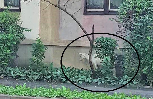 Avem și capre, nu doar ...țoape