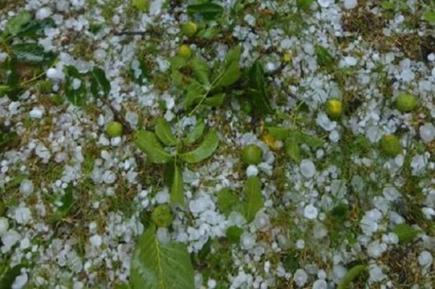 FOTO. Gheața a făcut prăpăd în Țara Oașului. Care sunt zonele cele mai afectate