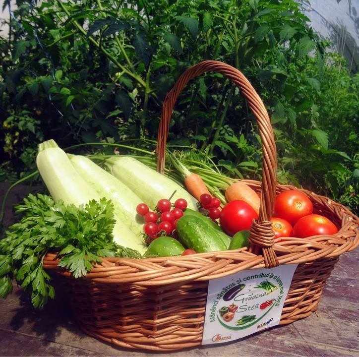Legume proaspete pentru sătmăreni din grădina Asociației STEA