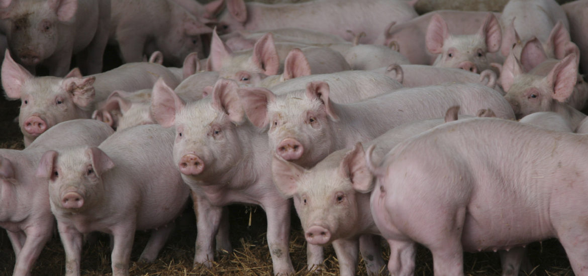 55 de focare de pestă porcină au fost stinse