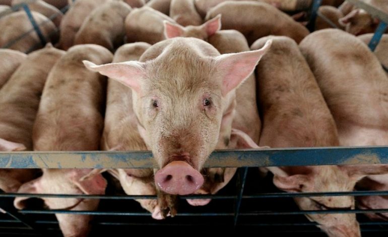 DSVSA Satu-Mare Intensifică Controalele în Sectorul Avicol și Împotriva Pestei Porcine Africane - 12 Sancțiuni Aplicate în Județ