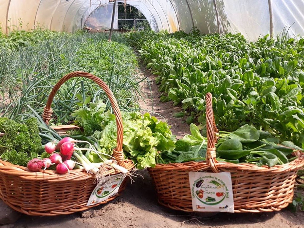 Să mâncăm  sănătos din Grădina Asociației STEA