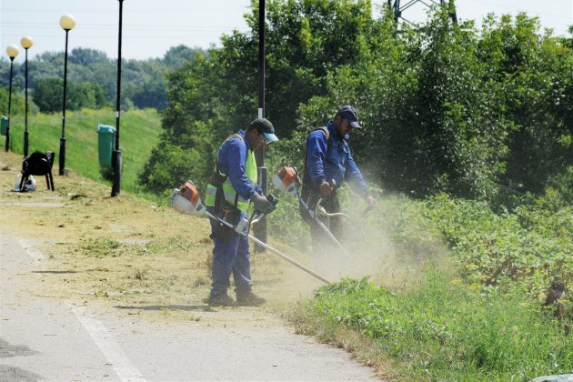 Patru firme au câștigat licitația pentru întreținerea spațiilor verzi. Trei sunt din Satu Mare