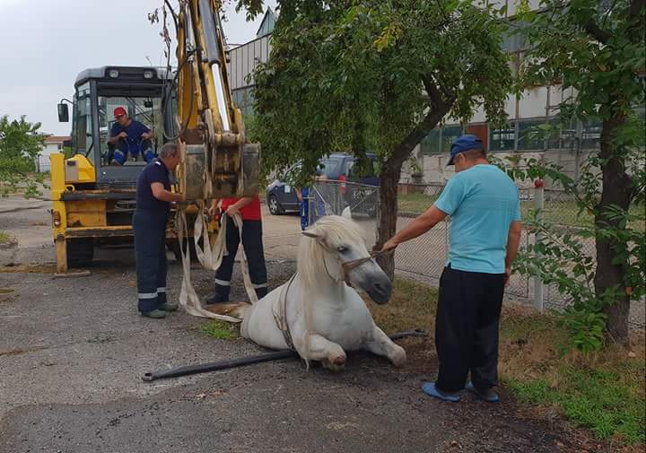 VIDEO/FOTO. Gest rarisim în Țara Oașului. Pompierii negreșteni au salvat viața unui cal