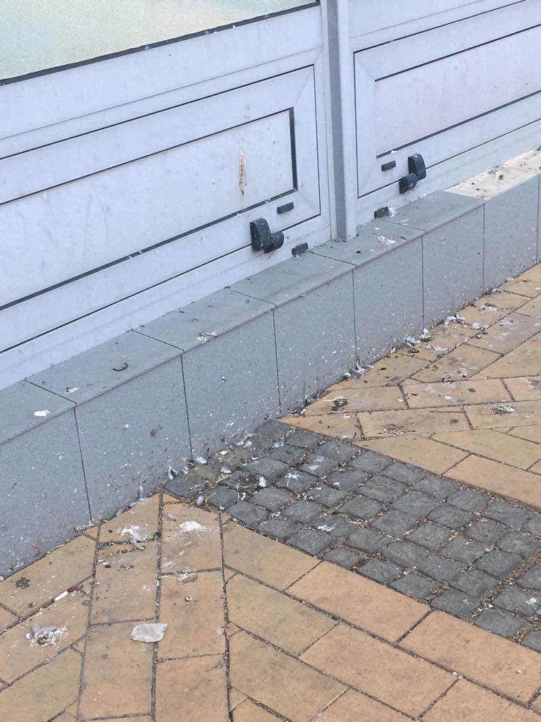 Drăgălașii porumbei