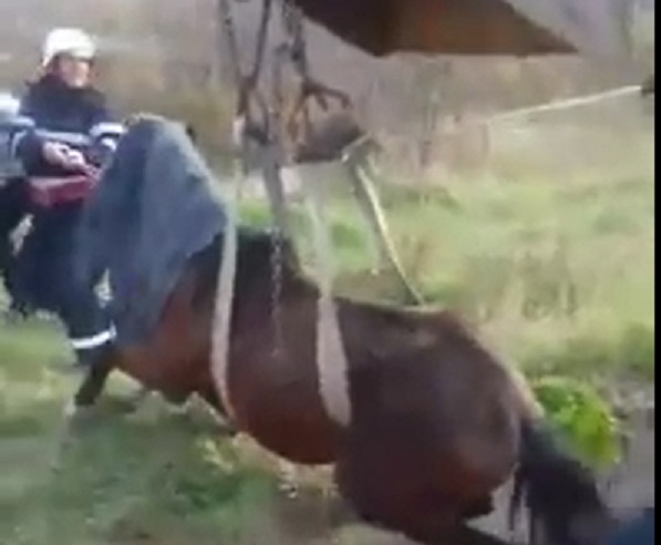 VIDEO. IMPRESIONANT. Pompierii au SALVAT un cal care a ZĂCUT două zile într-o GROAPĂ SEPTICĂ